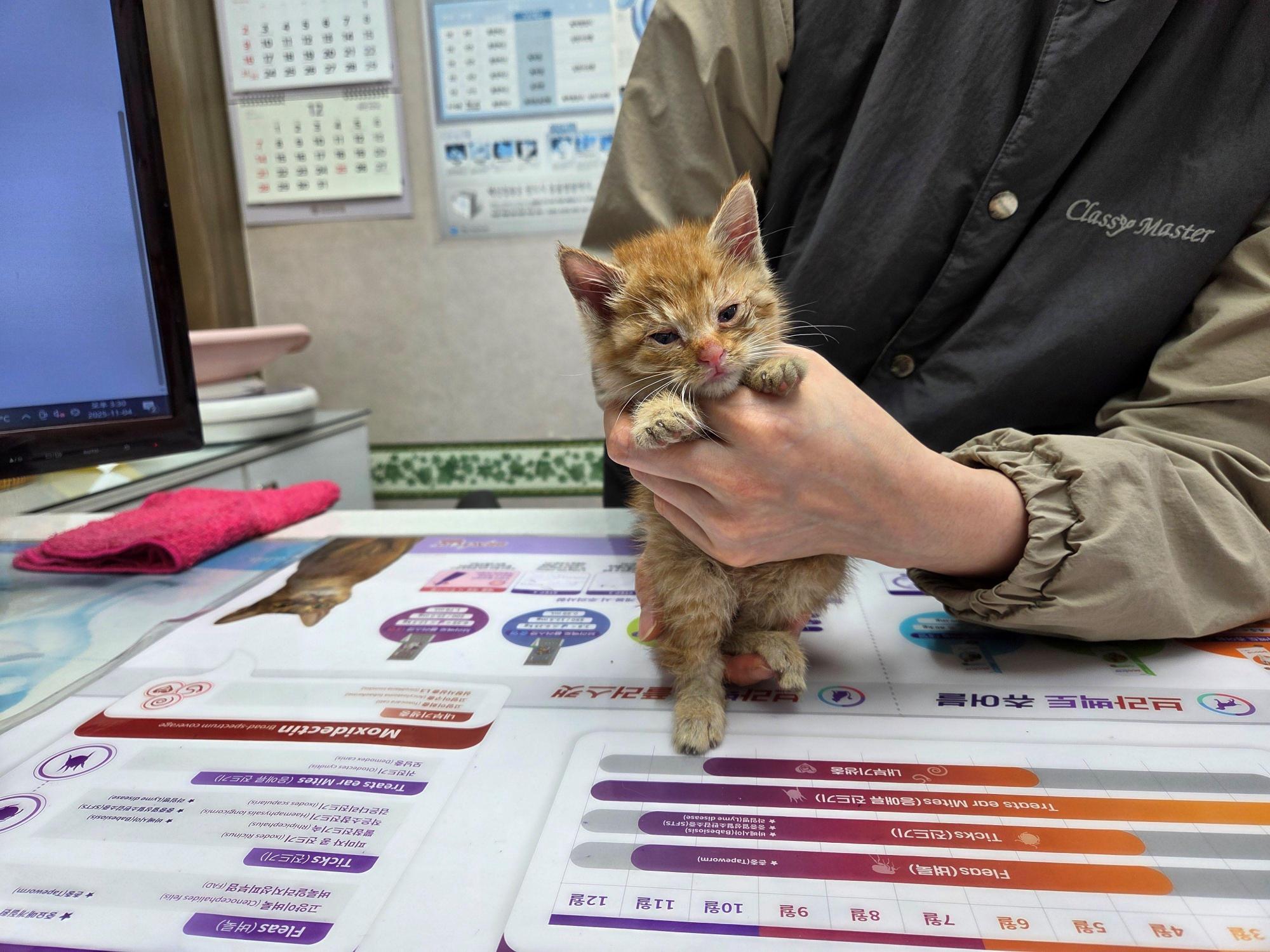 대구시수의사회(보경)_427343202501033